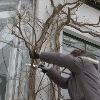 beskære blåregn beskære blåregn